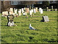 A winter visitor at Milton Cemetery