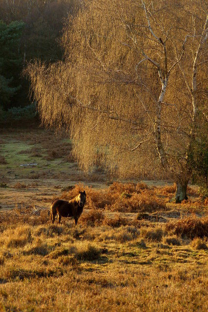 Pony in the bog, Acres Down, New Forest