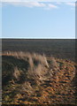 Grassy bank, ploughed field and sky