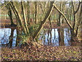 Pool or flooded area with reflections