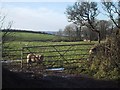 Sheep stare through the gate