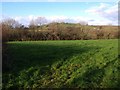 Field by Beaston Brook