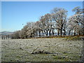 Frosty Field and Trees