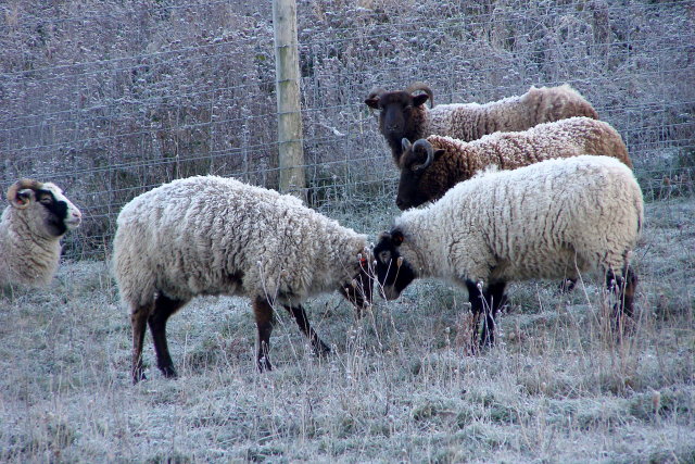 Butting sheep, St Catherine's Hill