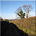 Narrow country lane