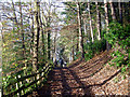 Nesscliffe: Woodland path