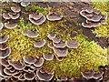 Turkeytail Fungus (Trametes versicolor)