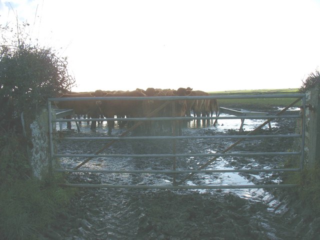 Cattle feeding on silage