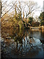 SP5697 : Duck Pond Grove Road Blaby by Michael Trolove