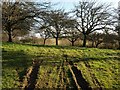 Orchard near Bumpston Bridge