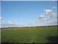 View across pasture land towards the railway line boundary wall