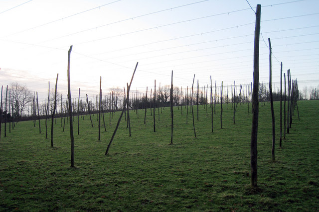 Hop Field near Friezingham Farm