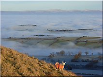 NY4223 : Sheep on Little Mell Fell by Andrew Smith