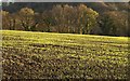 Winter wheat, Stretchford