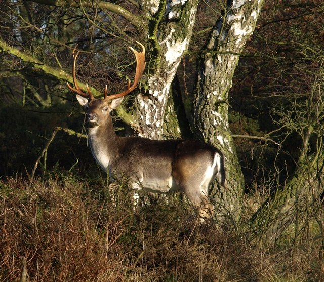 Stag at Brocton, Cannock Chase