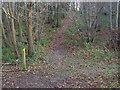 Footpath junction in Stockings Wood