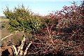 Winter Hawthorn and Ivy on Knowle Down