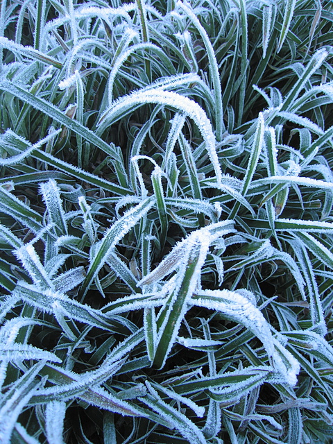 Hoarfrost-covered grass, Grogwynion