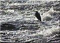 Heron, Mourne River