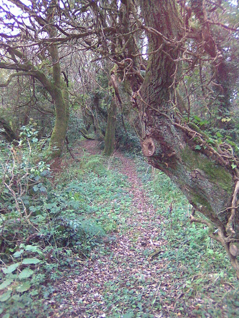 Woodland Path at Coety Green