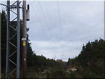 NH7578 : Pylons Marching Across Morangie Forest by Sarah McGuire