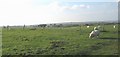 Grazing sheep at Neuadd Farm