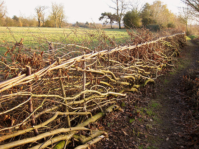 Hornbeam Hedge Laid Beside Path © Zorba The Geek Cc-by-sa 2.0 