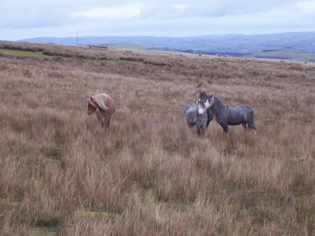 Ponies loose on the moors