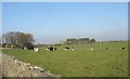 Cattle near Pensarn