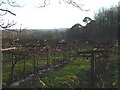 Grapevines, Llanerch Vineyard, Vale of Glamorgan