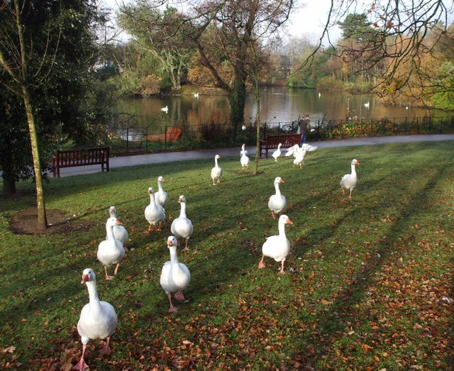 Geese on the march, Roath Park, Cardiff © John Lord :: Geograph Britain ...