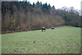 Horses in a field