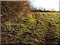 Field by Nut Bush Lane