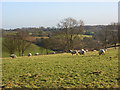 Pasture, Pednor