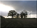 Trees against a winter skyline