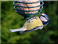 Blue Tit eating a "fat ball"