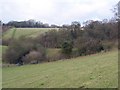 Long Wood in Hucking Valley