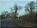 Trees over Madges Cross