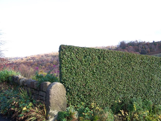 Top Topiary on Roscoe Bank, Rivelin Valley, Sheffield