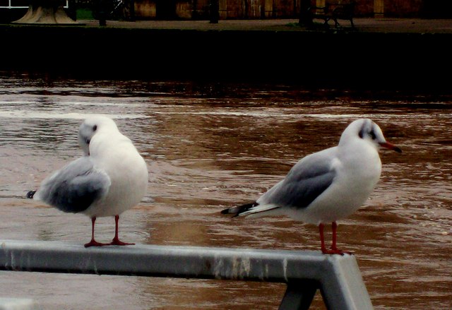 Birds by The River Exe