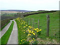 Daffodil lined track