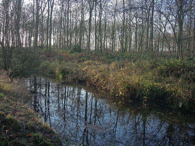 Pond in Ditton Park Wood