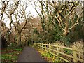 Trees by Dawlish Bridleway 5