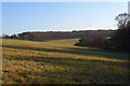 Grassland below Bellingdon