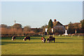 Pasture near Chesham