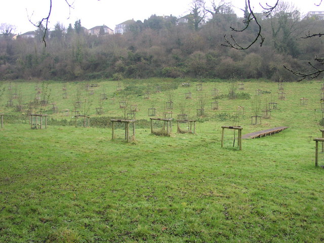 Burial Orchard - Cockington