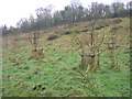 Jubilee Wood - Burial Ground, Cockington