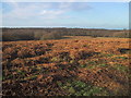 The bracken in Autumn on Ditchling Common.