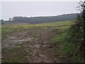 SY0585 : Muddy fields south of Yettington by Sarah Charlesworth
