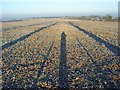 Farmland, Ewelme